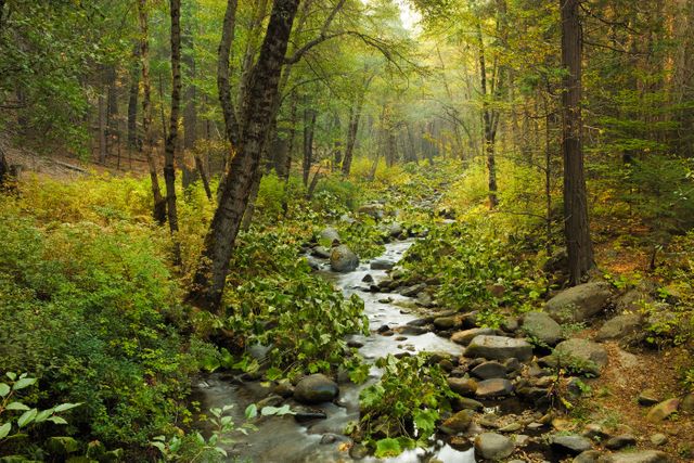 Serene Forest Stream Flowing through Lush Greenery - Download Free Stock Photos Pikwizard.com
