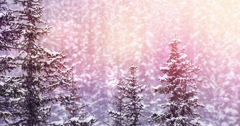 Scenic Winter Wonderland with Snow-Covered Fir Trees - Download Free Stock Images Pikwizard.com