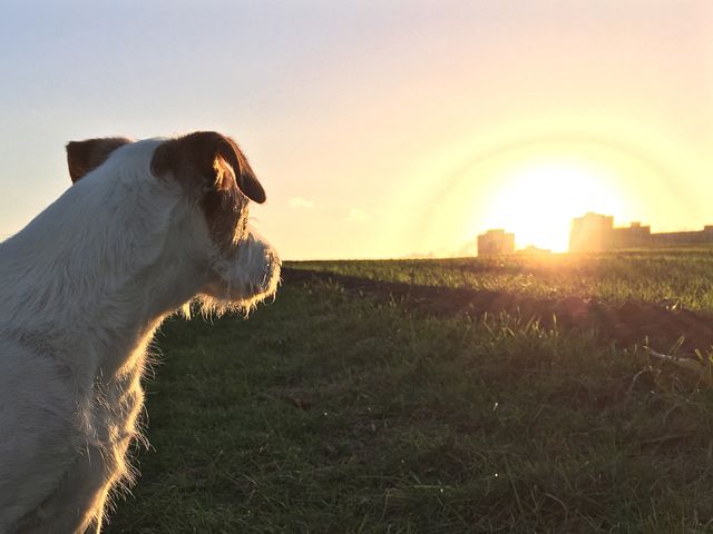 Dog sits in grassy field watching sunset over city skyline. Can be used to convey tranquility, connection with nature, and thoughts of companionship. Useful for themes about pets, evening walks, contemplation, and the contrast between urban and natural environments.