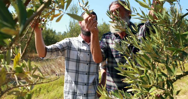 Two bearded farmers dressed in plaid shirts harvesting olives from the trees in an orchard. The sunny weather and lush, green surroundings highlight the natural farming activity. This image is perfect for articles or blogs related to agriculture, farming practices, fruit harvest, rural lifestyles, sustainable living, and environmental topics.