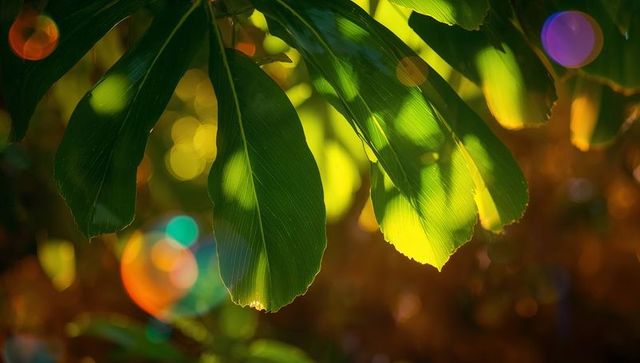 Tropical Leaves Bathed in Warm Sunlight with Lens Flare Effects