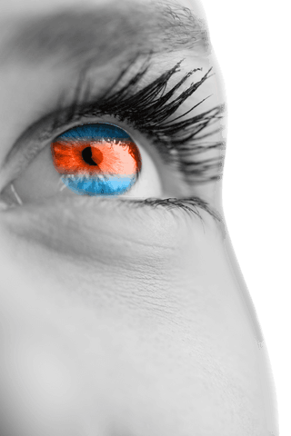 close-up of transparent bicolor eye looking upward - Download Free Stock Videos Pikwizard.com