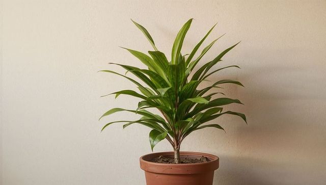Indoor dracaena plant leaning toward light in terracotta pot with beige textured wall