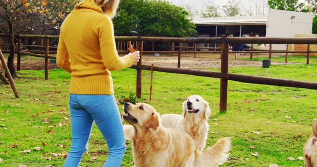 Woman wearing yellow sweater and blue jeans training two Golden Retrievers at a park on a sunny day. Dog training, pet ownership, and leisure activities depicted. Useful for articles on pet care, outdoor activities with dogs, and training techniques.