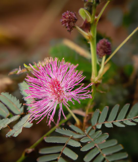 Close up of pink mimosa flowers over green leaves created using generative ai technology. Flowers, harmony and nature concept, digitally generated image.