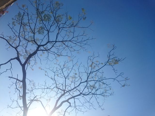 Bare tree branches reaching towards clear blue sky with sunlight peeking through, evoking serenity and simplicity. Ideal for nature themes, background designs, environmental concepts, and tranquil settings in promotional materials.