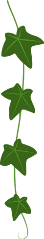 Ivy vine vector design with transparent background highlighting veins