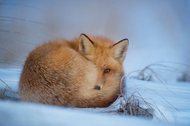 Red Fox Curled Up in Snow for Winter Rest - Download Free Stock Photos Pikwizard.com