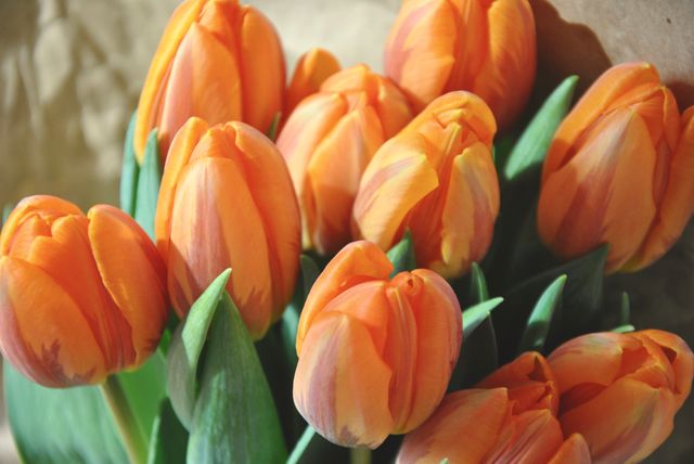 Vibrant Orange Tulips in Natural Light - Download Free Stock Photos Pikwizard.com