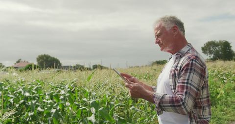 Senior Farmer Uses Tablet for Crop Management in Cornfield - Download Free Stock Images Pikwizard.com
