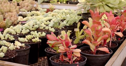 Colorful Succulent Plants Arranged in Pots on Display Bench