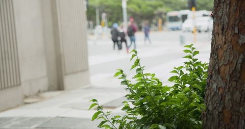Urban crosswalk with leafy foreground and blurred commuters walking past tree and sidewalk
