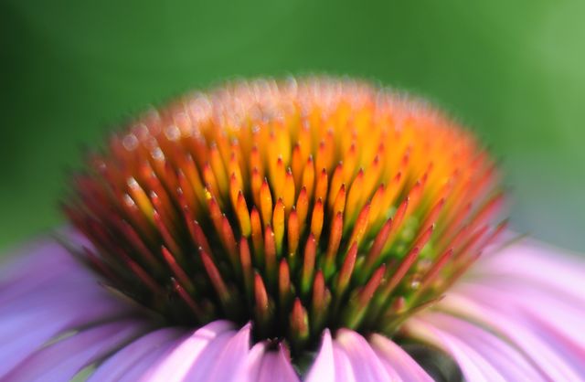 Macro Shot of Echinacea Flower Center with Vibrant Colors - Download Free Stock Photos Pikwizard.com