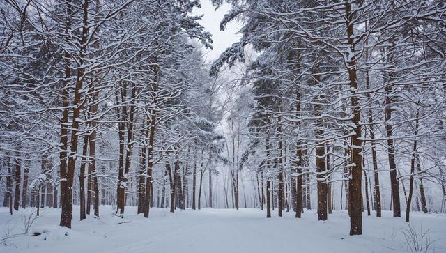 Leading snow-covered forest path framed by tall pines and birches in misty winter