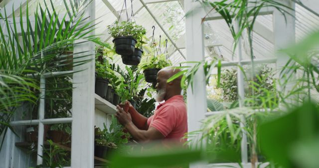 Happy senior african american man looking at plants in greenhouse. Spending time outdoors, working in garden nursery.