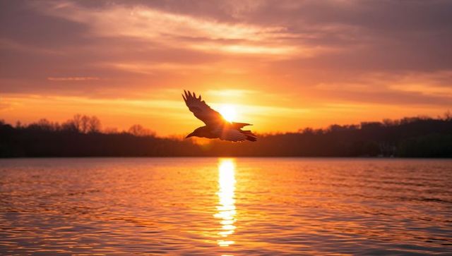 Silhouette of Bird at Sunset Over Serene Lake