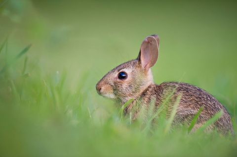 Young cottontail rabbit resting in dewy green grass with shallow depth of field