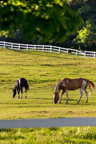 Grazing paint and black horse in sunlit pasture with white fence and leafy foreground