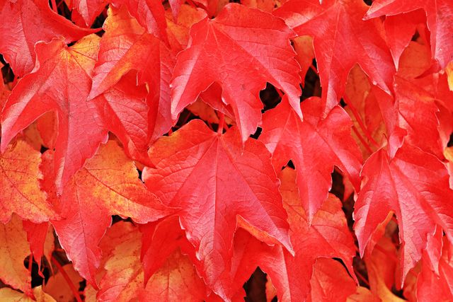 Close-Up of Vibrant Red Autumn Leaves in Full Color - Download Free Stock Photos Pikwizard.com