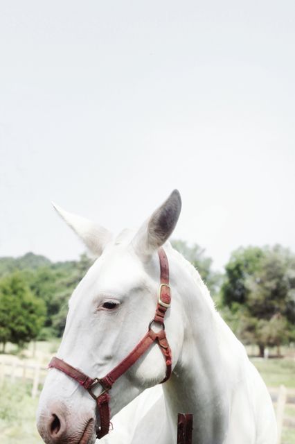 Photo features a white horse with a red harness in a pasture, providing a serene and tranquil scene. The horse stands against a backdrop of greenery and a clear sky, ideal for use in equestrian publications, nature-related content, agricultural promotions, or rural lifestyle blogs. This image evokes calm and peaceful feelings, making it perfect for visually representing tranquility and the quiet beauty of the countryside.