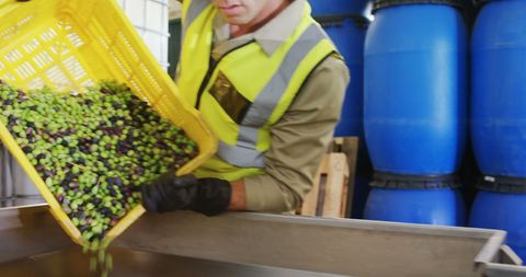 Worker Handling Olives in Industrial Facility for Processing - Download Free Stock Images Pikwizard.com