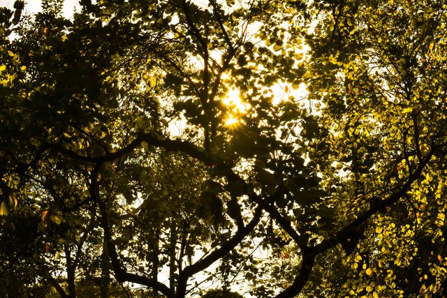 Sunlight Filtering Through Dense Forest Canopy - Download Free Stock Photos Pikwizard.com