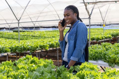 Woman Inspecting Lettuce in Greenhouse During Phone Call