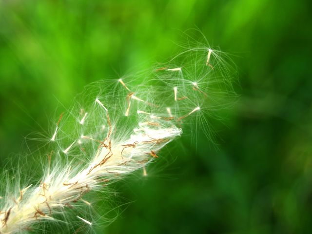 This image captures a close-up view of feather grass with seed heads against a vibrant green background. The delicate, wispy structure of the grass and seeds is highlighted, creating a soft and natural aesthetic. This image is ideal for use in nature-themed projects, botanical studies, or as a serene, natural background.