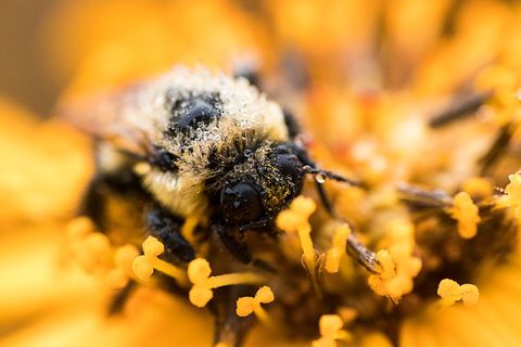 Close-up of Bee Covered in Pollen on Vibrant Orange Flower
