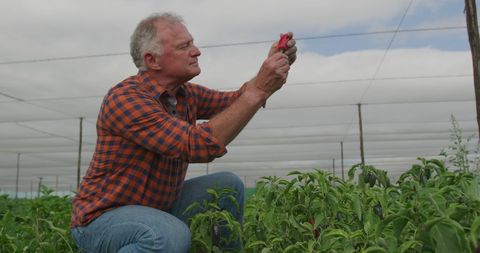 Senior Farmer Examining Plant in Greenhouse for Sustainable Farming - Download Free Stock Images Pikwizard.com