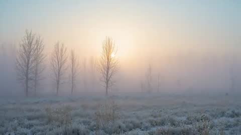 Sun rising through mist over frosty meadow with bare trees at dawn, tranquil winter morning video