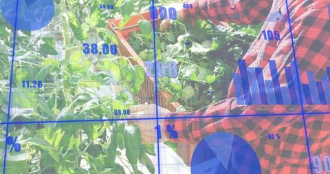 Urban grower harvesting tomatoes in greenhouse with digital analytics overlay and crate