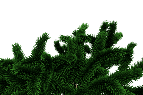 Green Fir Tree Foliage on Transparent Background - Download Free Stock Videos Pikwizard.com