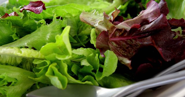 Image shows a close-up of a fresh mixed leaf lettuce salad with vibrant green and purple leaves. Ideal for use in articles and health blogs focusing on healthy diets, fresh produce, organic food, or promoting vegetarian lifestyle. Also suitable for use in recipe blogs or food-related websites.
