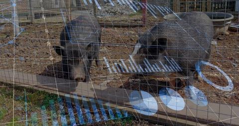 Two pigs at wire pen with data overlay for smart farming analytics, livestock monitoring