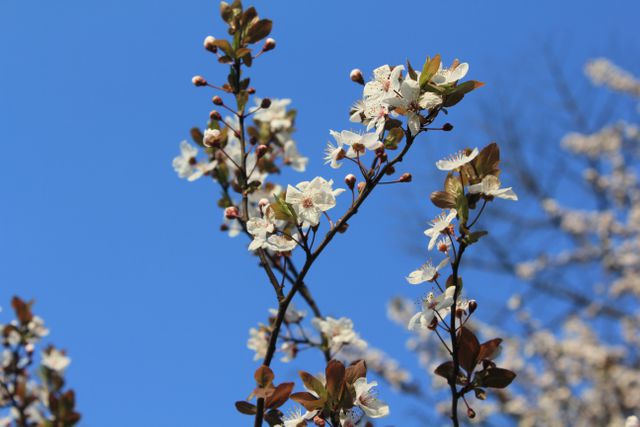 Beautiful spring blossoms with white petals on branches, set against a clear blue sky. Ideal for backgrounds depicting nature, season changes, and springtime themes. Perfect for use in greeting cards, blog banners, nature photography portfolios or seasonal promotions.