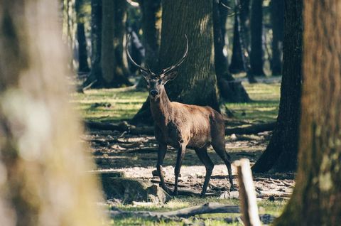 Majestic stag standing among sunlit oak trees in tranquil forest clearing