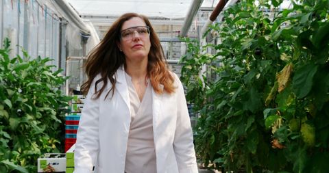 Researcher in Greenhouse Observing Plant Growth for Agricultural Science - Download Free Stock Images Pikwizard.com