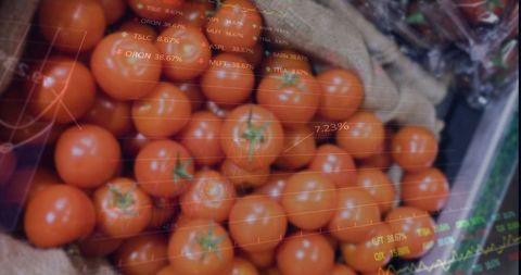 Fresh Tomatoes with Data Overlay on Digital Interface
