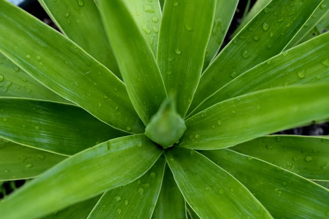 This image features a close-up view of vibrant green plant foliage with water droplets, highlighting the leaf texture and freshness. Ideal for use in nature blogs, gardening websites, botanical studies, and eco-friendly design projects. Great for themes related to sustainability, greenery, and plant care.