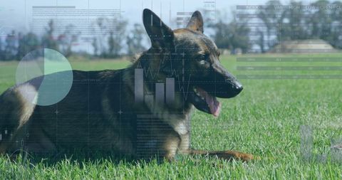 German Shepherd with Data Interface Overlay on Grass
