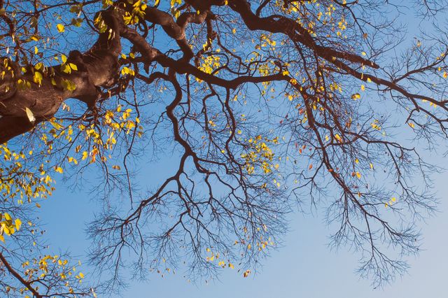 Bare Tree Branches Against Clear Blue Sky in Autumn - Download Free Stock Photos Pikwizard.com