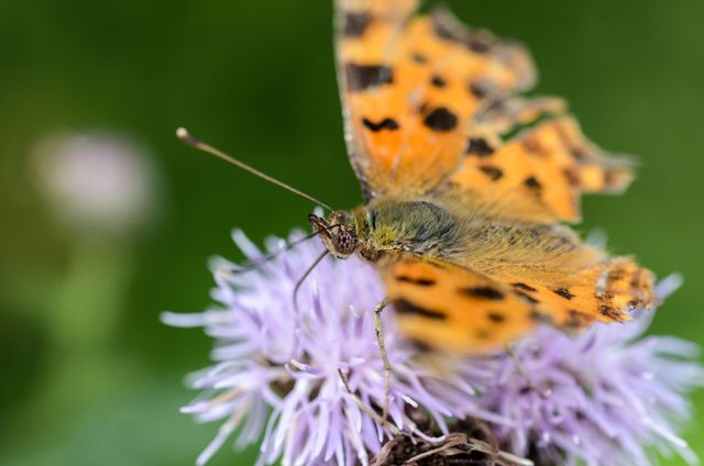 Detailed close-up of an orange butterfly with spotted wings perched on a purple flower, surrounded by green blurry background. Useful for educational materials on butterflies and pollination, nature websites, garden blogs, and decorative prints. Captures beauty of wildlife and summer season.