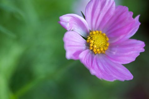 Macro pink cosmos blooming with yellow center, soft green bokeh, spring floral closeup