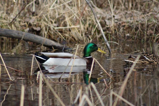 Mallard duck gliding through calm marsh waters, surrounded by dry reeds and natural wilderness. Ideal for usage in topics related to nature, wildlife, birdwatching, serene landscapes, or environmental conservation.