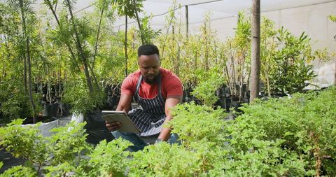 Gardener Using Tablet While Managing Greenhouse Plants