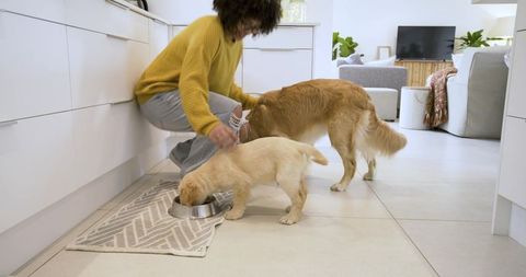 Crouching woman in mustard sweater feeding golden retriever and puppy in modern kitchen