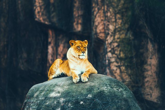 Lioness is resting on large rock in her natural habitat, ideal for use in wildlife conservation campaigns, safari advertisements, and nature-themed marketing. It emphasizes the beauty and strength of the lioness, making it suitable for educational materials and animal kingdom documentaries.