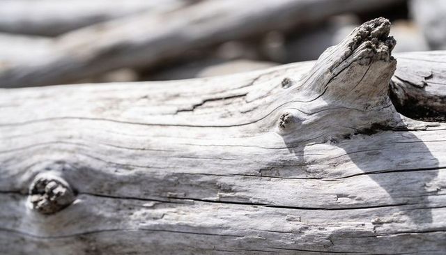 Bleached driftwood close-up showing weathered grain, knots and coastal texture