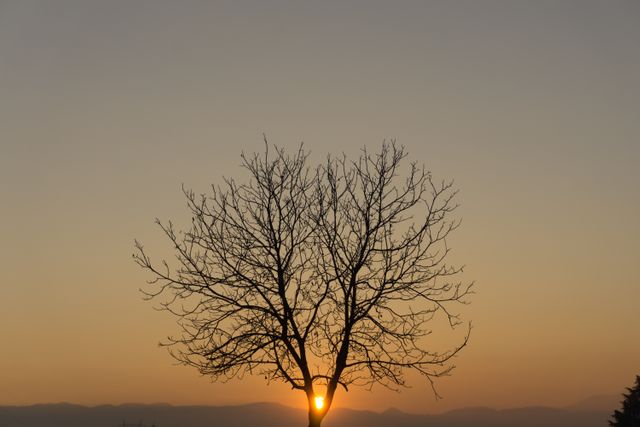 Bare tree with intricate branches creating a silhouette against the sunset sky, with sun rays peeking through. Perfect for themes related to nature, tranquility, inspiration, and serene landscapes. Can be used for backgrounds, relaxation content, or inspirational quotes.